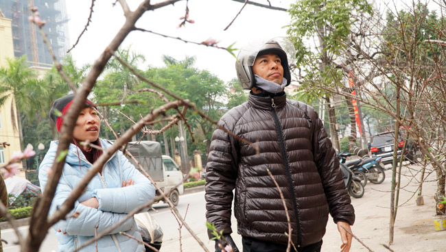 Trước Tết 2 tuần: Đào rừng đổ bộ phố Thủ đô, thét giá chục triệu